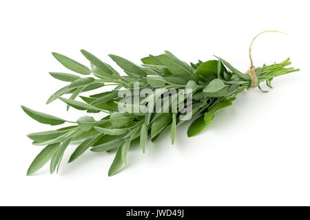 Singole raccolte fresche bundle organico di rametti di salvia su sfondo bianco Foto Stock