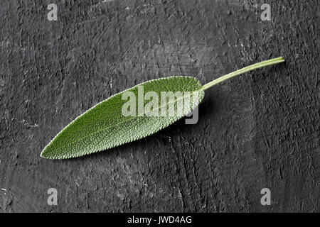 Unico freschi organici raccolti foglia di salvia su legno scuro dello sfondo della scheda Foto Stock