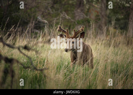 Un giovane Mule Deer buck cammina lentamente attraverso l'erba. Foto Stock