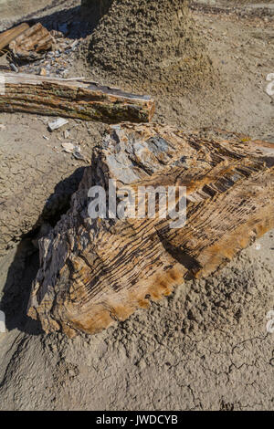 La conifera pietrificato eroso log out del Morbida argilla ashy depositi nel Bisti/De-Na-Zin Deserto vicino a Farmington, Nuovo Messico, STATI UNITI D'AMERICA Foto Stock