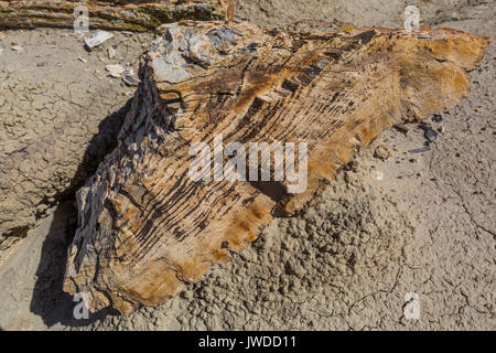 La conifera pietrificato log, che mostra gli anelli di crescita, eroso fuori del Morbida argilla ashy depositi nel Bisti/De-Na-Zin Deserto vicino a Farmington, Nuovo Messico Foto Stock