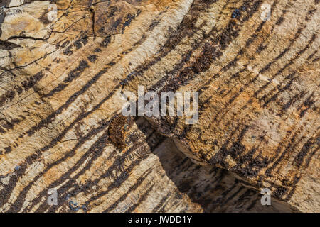 La conifera pietrificato log, che mostra gli anelli di crescita, eroso fuori del Morbida argilla ashy depositi nel Bisti/De-Na-Zin Deserto vicino a Farmington, Nuovo Messico Foto Stock