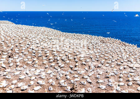 Si affacciano su di bianco Gannet colonia di uccelli nidificanti sulla scogliera sulla Bonaventure Island in Perce, Quebec, Canada da Gaspesie, Gaspe regione Foto Stock