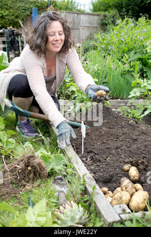 Scavo di patate sul riparto Foto Stock