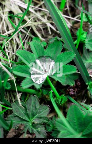 Su una foglia verde con petali che cresce in un bosco selvatico, gocce di pioggia appena conclusa. Foto Stock