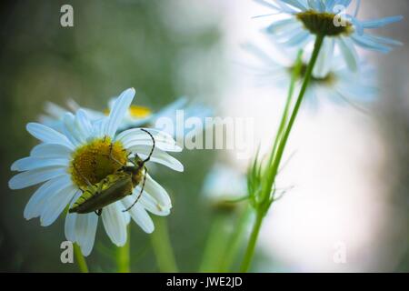 In una radura nel bosco su un bel bianco fiore a margherita si siede un coleottero verde con antenne di grandi dimensioni. Foto Stock