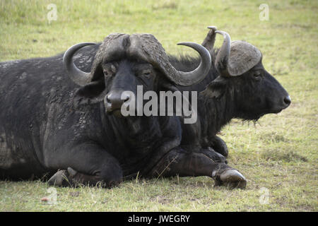 Capo i bufali giacente su di appoggio al suolo, il Masai Mara Game Reserve, Kenya Foto Stock