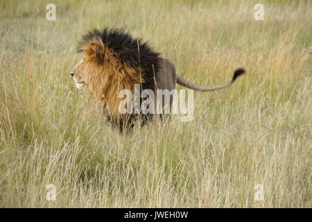 Nero-maned lion in piedi in erba lunga, il Masai Mara Game Reserve, Kenya Foto Stock
