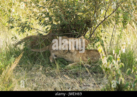 Tiny LION CUB giocare con vecchi cub che dormiva, Masai Mara Game Reserve, Kenya Foto Stock