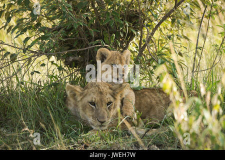 Tiny LION CUB giocare con vecchi cub che stava cercando di dormire, il Masai Mara Game Reserve, Kenya Foto Stock
