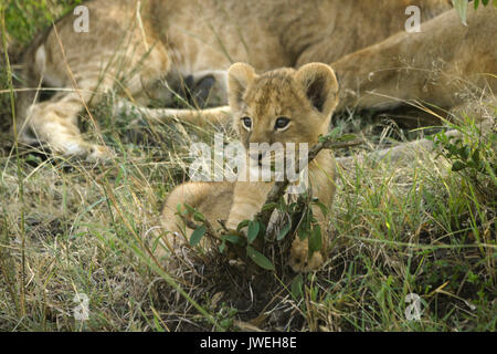 Tiny LION CUB giocando con il ramoscello mentre il resto dell'orgoglio dorme, Masai Mara Game Reserve, Kenya Foto Stock