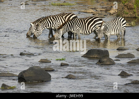 La Burchell (comune o pianure) zebre bere nel fiume di Mara, Masai Mara Game Reserve, Kenya Foto Stock