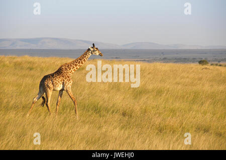 Masai giraffe camminare attraverso la savana Masai Mara Game Reserve, Kenya Foto Stock