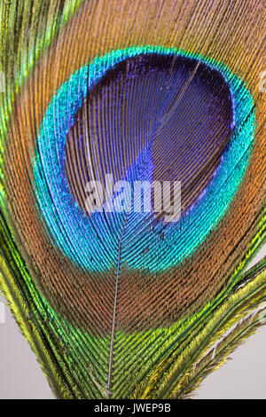 Close up Peacock Feather Texture di sfondo Foto Stock