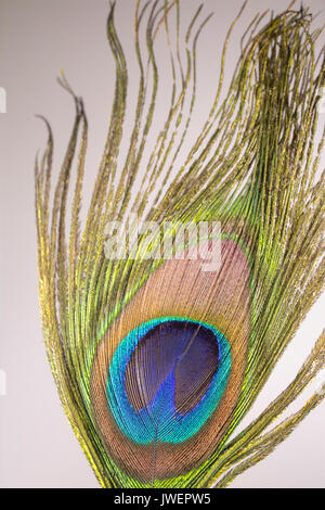 Close up Peacock Feather Texture di sfondo Foto Stock