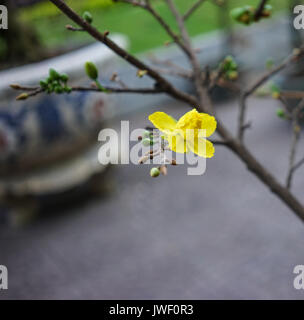 Ochna integerrima fiori in primavera tempo nel Vietnam del sud. Foto Stock