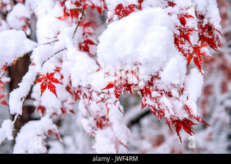 Red fall acero ricoperta di neve,Corea del Sud. Foto Stock