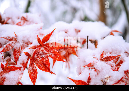 Red fall acero ricoperta di neve,Corea del Sud. Foto Stock