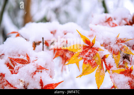 Red fall acero ricoperta di neve,Corea del Sud. Foto Stock