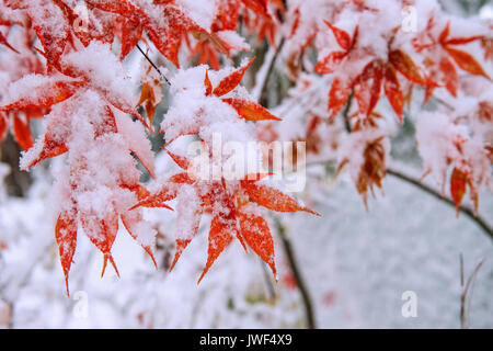 Red fall acero ricoperta di neve,Corea del Sud. Foto Stock