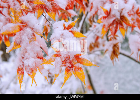 Red fall acero ricoperta di neve,Corea del Sud. Foto Stock