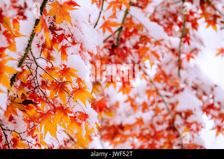 Red fall acero ricoperta di neve,Corea del Sud. Foto Stock