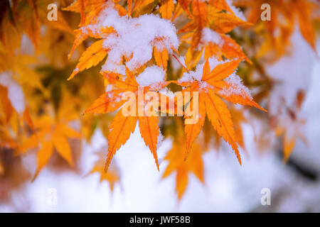 Red fall acero ricoperta di neve,Corea del Sud. Foto Stock