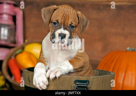 Fawn Boxer cucciolo alcune settimane vecchio seduto nella benna, ritratto Foto Stock