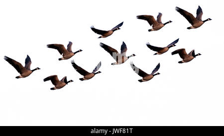 Stormo di oche del Canada in volo su sfondo bianco Foto Stock