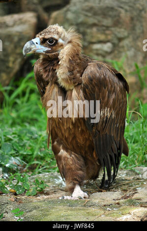 Il Cinereous Vulture è creduto per essere il più grande rapace nel mondo. Foto Stock
