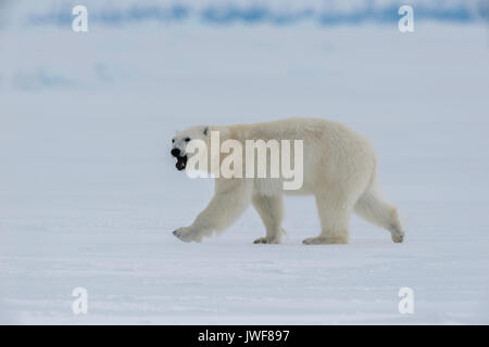 Maschio di orso polare in roaming la superficie ghiacciata dell'Ammiragliato, Ingresso Nord Isola Baffin, Canada. Foto Stock