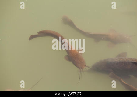 Il pesce gatto nuota in un lago e in una palude in Israele Foto Stock