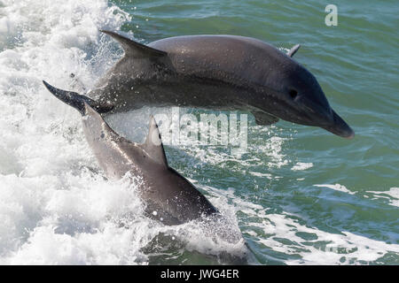 I delfini (tursiops truncatus) violare vicino a Marco Island, Florida, Stati Uniti d'America Foto Stock