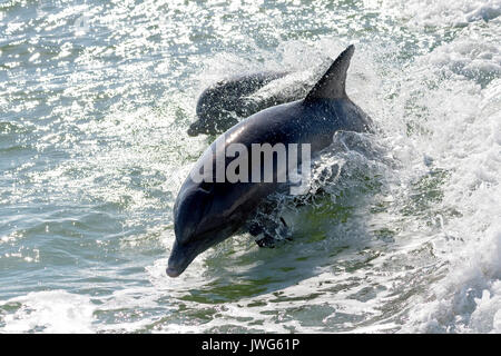 I delfini (tursiops truncatus) violare vicino a Marco Island, Florida, Stati Uniti d'America Foto Stock