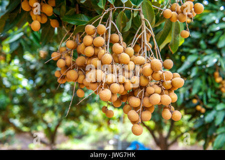 Longan frutteti - Frutti Tropicali bella longan in Thailandia Foto Stock