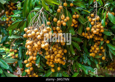 Longan frutteti - Frutti Tropicali bella longan in Thailandia Foto Stock