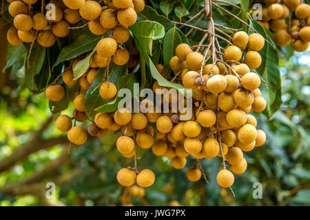 Longan frutteti - Frutti Tropicali bella longan in Thailandia Foto Stock