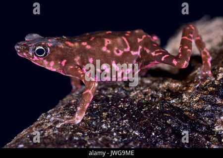 Viola harlequin Toad, Atelopus spumarius barbotini Foto Stock