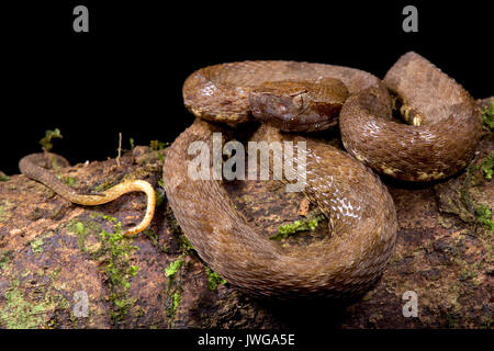 Lancehead, Bothrops atrox Foto Stock