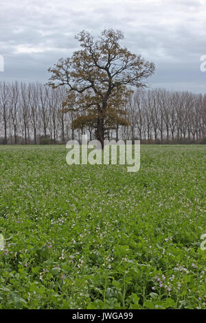 Lone Tree in un campo di patate sulle rive del fiume Dee, Holt vicino a Wrexham Foto Stock