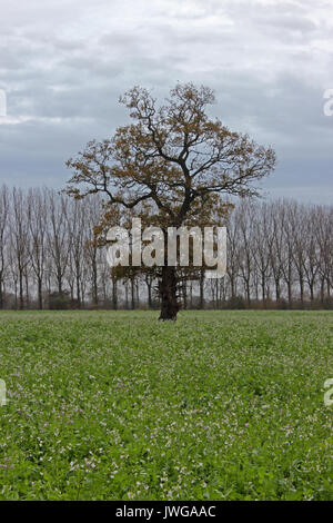 Lone Tree in un campo di patate sulle rive del fiume Dee, Holt vicino a Wrexham Foto Stock