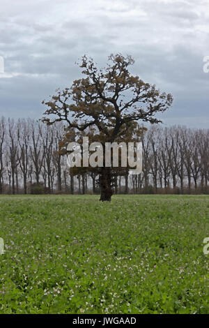 Lone Tree in un campo di patate sulle rive del fiume Dee, Holt vicino a Wrexham Foto Stock