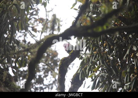 Rosa-frutta con testa-colomba (Ptilinopus porphyreus) in Mt.Kerinci, Sumatra, Indonesia Foto Stock