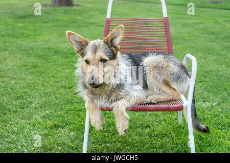 Mixed-razza cane giace su un rosso sedia da giardino Foto Stock