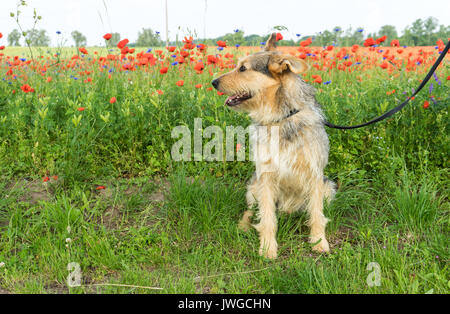 Mixed-razza cane in un prato con papavero rosso Foto Stock