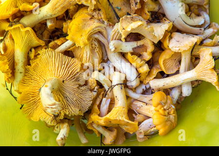 Foresta di funghi finferli closeup su sfondo giallo Foto Stock