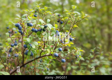 Frutti di bosco su un verde sfondo vegetativo nella foresta. Mirtilli, lingonberries e heather in una foresta di pini. Paesaggio di fine estate o inizio autunno. Foto Stock