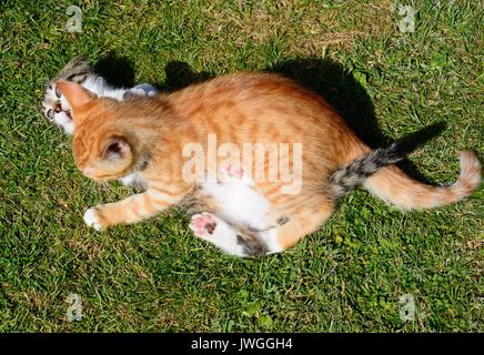 Nove settimane vecchio grigio tabby e dodici settimane vecchio zenzero gattini giocare in giardino, UK. Foto Stock