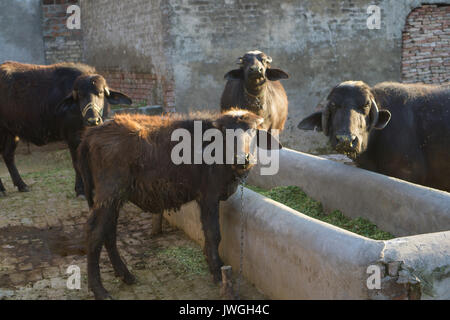 Buffalo agriturismo Borgo Kharian Pakistan Foto Stock