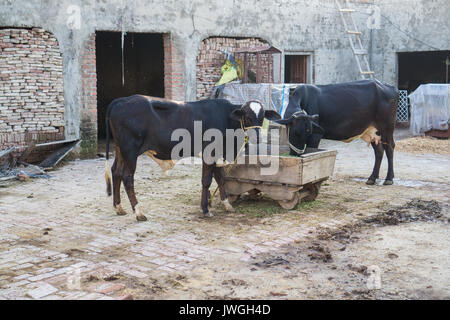 Buffalo agriturismo Borgo Kharian Pakistan Foto Stock